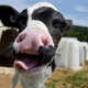Cute calf sticking out tongue